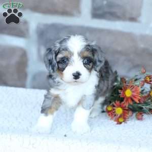 Sophie, Cavapoo Puppy
